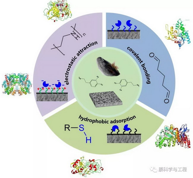 万印华团队提出了具有普适性的生物催化膜制备新技术 万印华团队提出了具有普适性的生物催化膜制备新技术