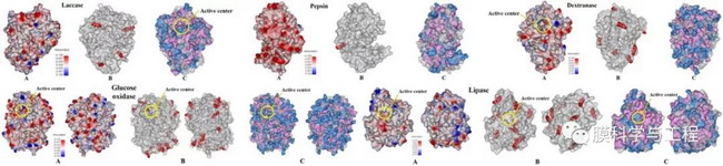 (A)不同酶表面荷电情况(红色:负电荷;绿色:正电荷);(B)可能的共价键合位点(红点:赖氨酸)和(C)表面亲疏水性(紫色:疏水区域;蓝色:亲水区域) (A)不同酶表面荷电情况(红色:负电荷;绿色:正电荷);(B)可能的共价键合位点(红点:赖氨酸)和(C)表面亲疏水性(紫色:疏水区域;蓝色:亲水区域)