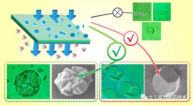 新型水凝胶膜连续、高选择性制备生物大分子晶体研究 新型水凝胶膜连续、高选择性制备生物大分子晶体研究